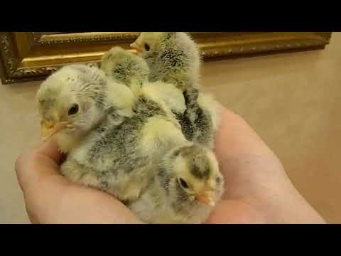 Видео: Павловские куры. Содержание и Разведение. 2 часть/Pavlovsky chickens Silver