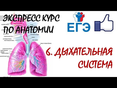 Видео: ДЫХАТЕЛЬНАЯ СИСТЕМА | Теория для ЕГЭ