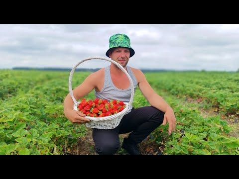 Видео: Еще один вредитель в нашем клубничном деле. Клубничный сезон открыт
