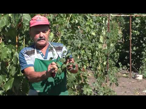 Видео: Как заготовить мяту на зиму - самый хороший способ!