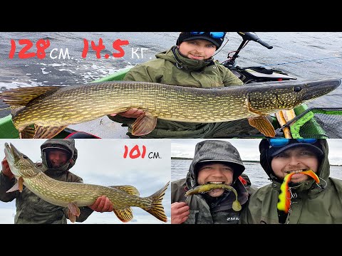 Видео: Щука МОНСТР на крупный силикон Pig Shad! оз."Babītes",Бабитское озеро,Латвия.