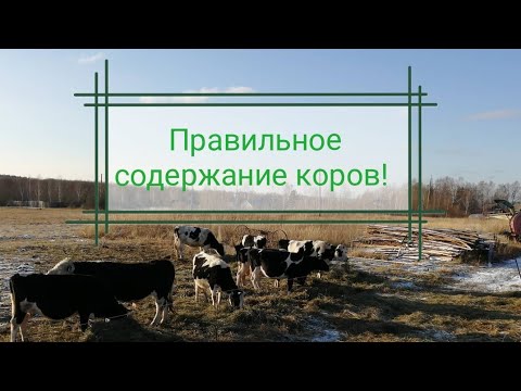 Видео: Зимнее содержание коров, одни сплошные преимущества.