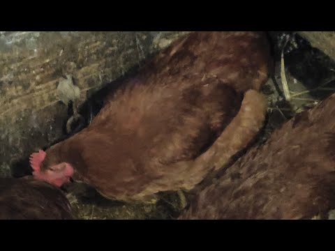 Видео: Відповідаю на три запитання 