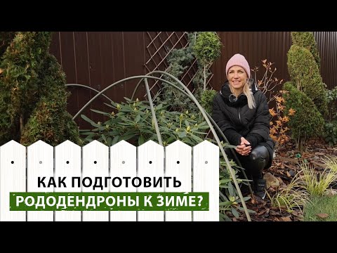 Видео: КОГДА УКРЫВАТЬ РОДОДЕНДРОН? Делаем правильно укрытие, готовим к зиме. Правила ухода за рододендроном