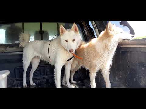 Видео: Щенок и лайки пропали