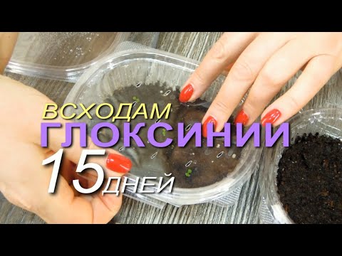 Видео: УХОД за 15-дневными всходами ГЛОКСИНИИ! Советы от ЗЕЛЕНОГО ОГОРОДА!