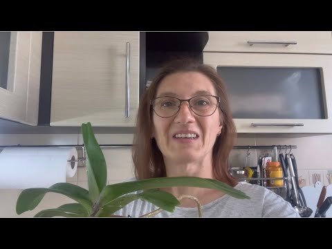 Видео: Мои 5 ОРХИДЕЙ с ТОЛСТЫМИ КОРНЯМИ и МЯСИСТЫМИ ЛИСТЬЯМИ