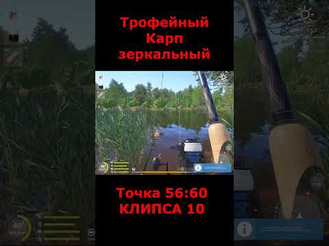 Видео: оз.медное-трофейный карп зеркальный #fishing #медное #медноетрофей