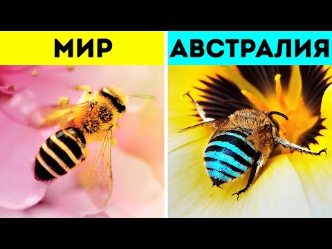 Видео: Жуткие ползучие существа, которые на самом деле крутые