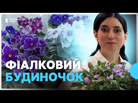 Видео: Понад тисячу видів фіалок вирощує квіткарка на Кролевеччині