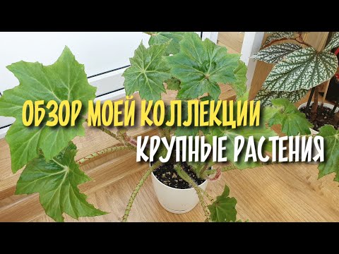 Видео: Крупные растения в моей коллекции