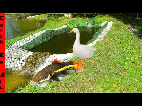 Видео: Моя домашняя рыбка сбежала с гусем!