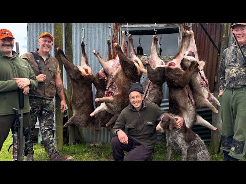 Видео: 10 оленей за две ночи!