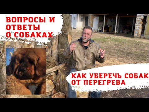 Видео: Как уберечь собаку от перегрева летом?