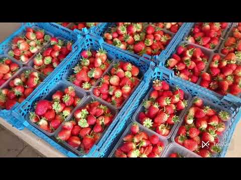Видео: Готовимся к закрытию сезона собираем последние урожаи🍓