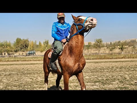Видео: ЖЫЛООЛОГОН УЛАГЫНА ЖООП АТ