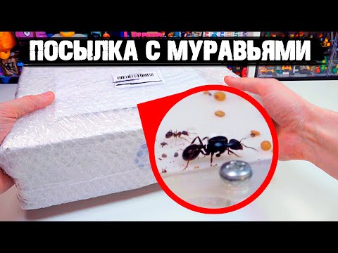 Видео: ВНУТРИ ПОСЫЛКИ БЫЛИ ЖИВЫЕ МУРАВЬИ !!!