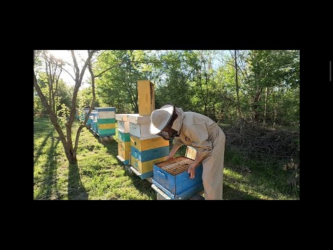 Видео: Развитие на пчелните семейства - 4