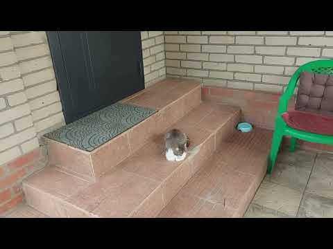 Видео: Огород в этом году не радует / Борьба с тлей / Новый заказ /Будни