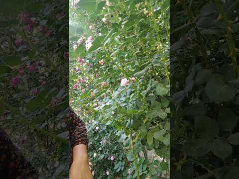 Видео: Штамб атир гул пайванди - 2.