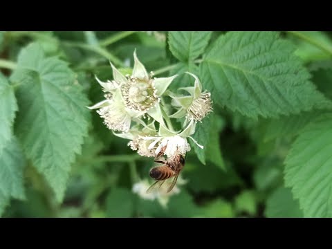 Видео: Муравьи на малине что делать. Как избавиться от муравьев