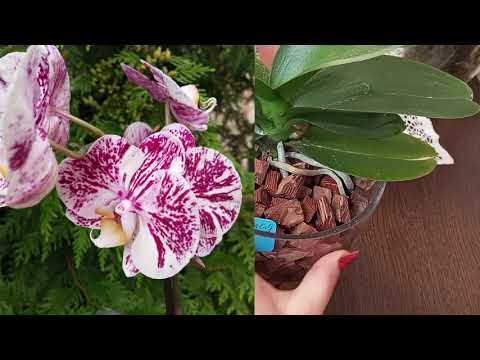 Видео: Мій звичайний день з орхідеями — полив, огляд і трохи краси💦🌼🥰