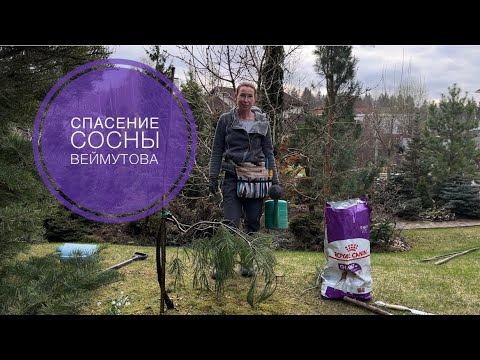 Видео: СПАСЕНИЕ СОСНЫ ВЕЙМУТОВА