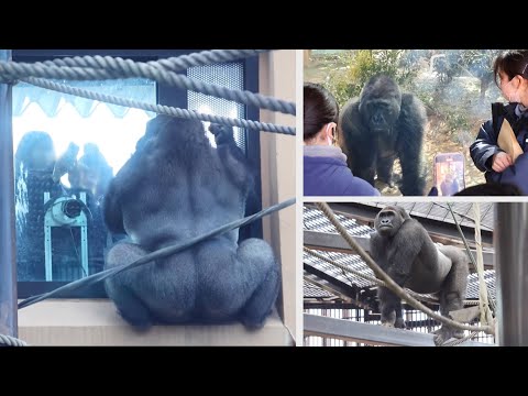Видео: Горилла⭐️Гентаро очень радуется, когда замечает съемочную группу и посетителей мероприятия！
