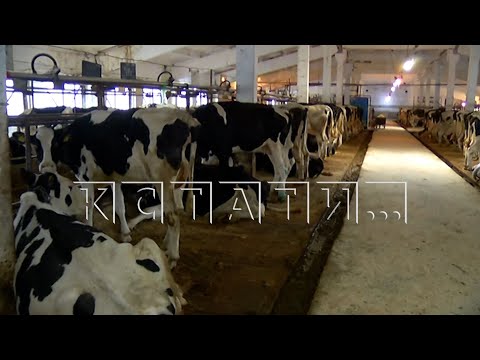 Видео: Работника племзавода засосало в транспортер с навозом и он погиб