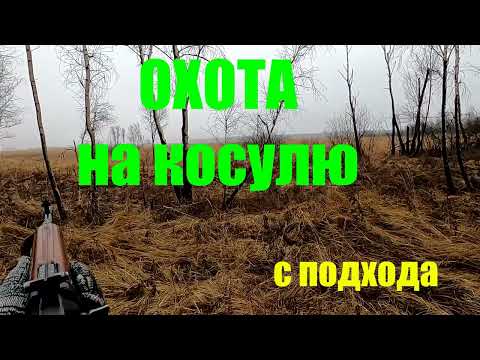 Видео: Охота на косулю, с подхода