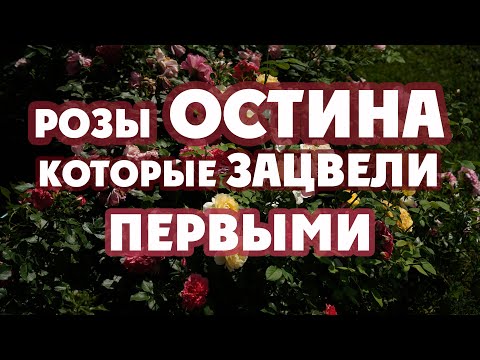 Видео: Самые шустрые Остинки. Цветёт Spirit of Freedom, Vanessa Belle, A Shropshire Lad, Summer Song и др.