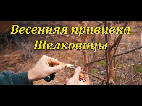 Видео: Весенняя прививка шелковицы