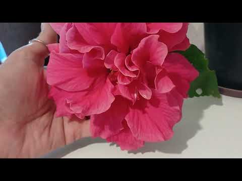 Видео: Цветочная радость 🌺 /#комнатныерастения /#гибискус