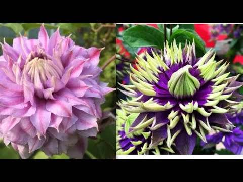Видео: Клематисы выходят на парад 2024