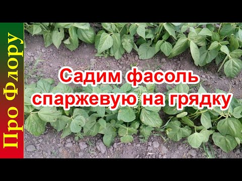 Видео: Садим фасоль спаржевую на грядку