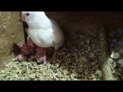 Видео: Осмотр гнезд на наличие птенцов французов у волнистых попугаев.