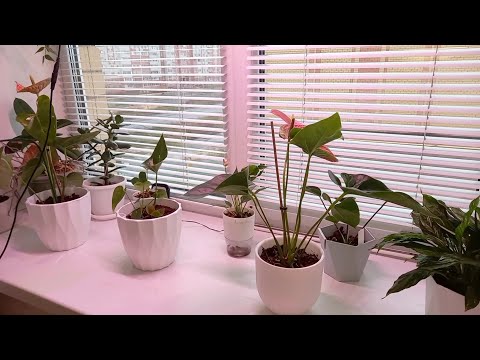 Видео: Опять новинки и опять перестановка 🌱🪴