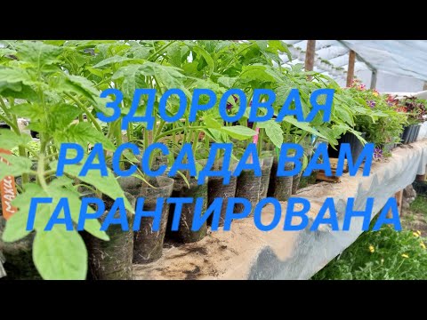 Видео: РАССАДА ТОМАТОВ И ПЕРЦЕВ БУДЕТ САМОЙ ЛУЧШЕЙ, ЕСЛИ ВСЁ СДЕЛАЕМ ПРАВИЛЬНО!!!