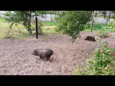 Видео: Заработок на вьетнамских свиньях за 12 месяцев
