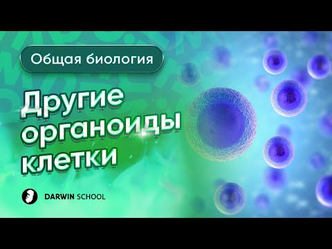 Видео: Тема 5: Другие органоиды