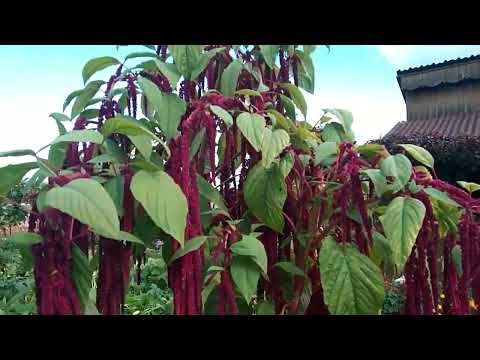 Видео: Амарант хвостатый- любимый однолетний цветок! Посадите- не пожалеете!