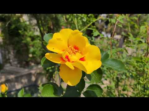 Видео: ПЕРВЫЕ РОЗЫ//Начало цветения//21.05.2023г