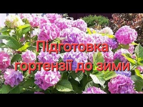 Видео: ВЕЛИКОЛИСТА ГОРТЕНЗІЯ. Підготовка до зими. Внесення добрив.  #квіти #гортензії #сад