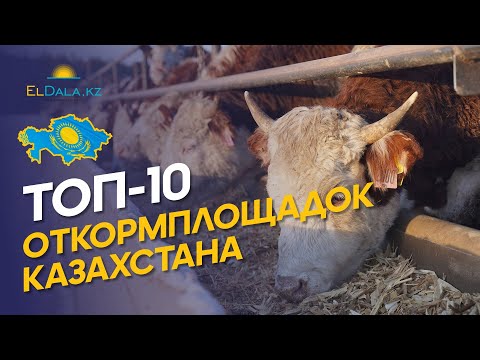 Видео: Самые крупные откормплощадки КРС в Казахстане