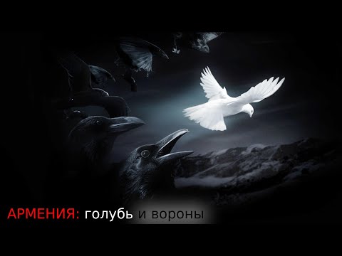Видео: АРМЕНИЯ: голубь и вороны