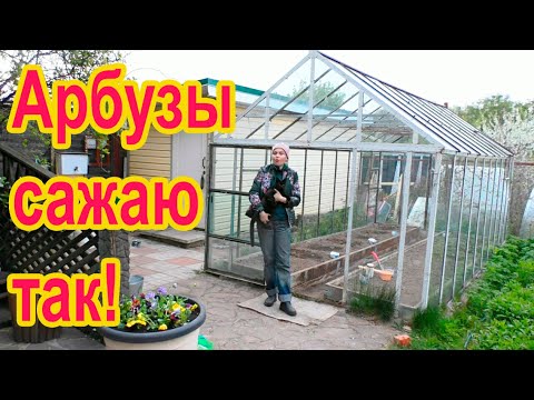 Видео: Как я высаживаю арбузы