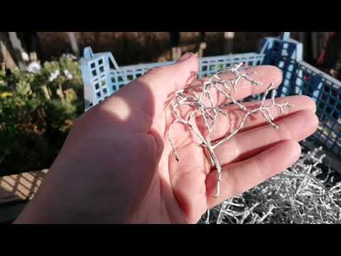 Видео: Калоцефалус - ЗИМНЯЯ СКАЗКА на Вашей грядке. Обзор и черенкование.