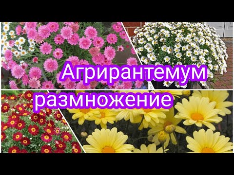Видео: АГРИГАНТЕМУМ  ЧЕРЕНКОВАНИЕ И УКОРЕНЕНИЯ 💐 СУПЕР ПРЕПАРАТ ОТ КЛЕЩА 👍