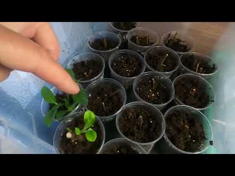 Видео: Укоренение черенков гортензии и клематисов. и все, что надо делать для получения здоровых саженцев.