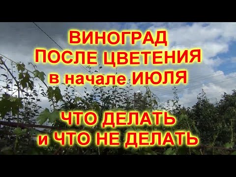 Видео: ВИНОГРАД ПОСЛЕ ЦВЕТЕНИЯ в  начале ИЮЛЯ. ЧТО НАДО и ЧТО НЕ НАДО ДЕЛАТЬ на винограднике